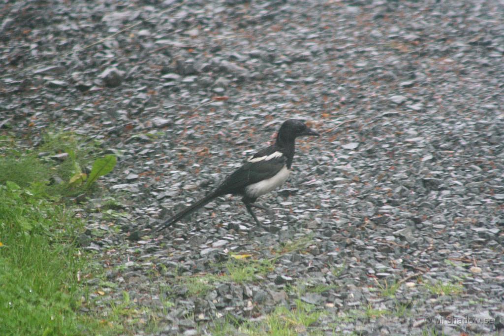 IMG_4649.JPG - Kan detta vara en flugsnappare ?? Har ju sett att skator plockar "trafikoffren" på bilfronten. Så någon form av flugsnappare är de trots allt..