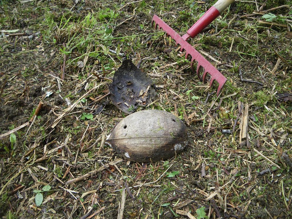 IMGP1833.JPG - 2009-08-15  Nu är det riktigt fel... Nog för att det finns träd med frukter (bär) i Slåtte, men en kokosnöt... Denna hittades ungefär 10m från huset.