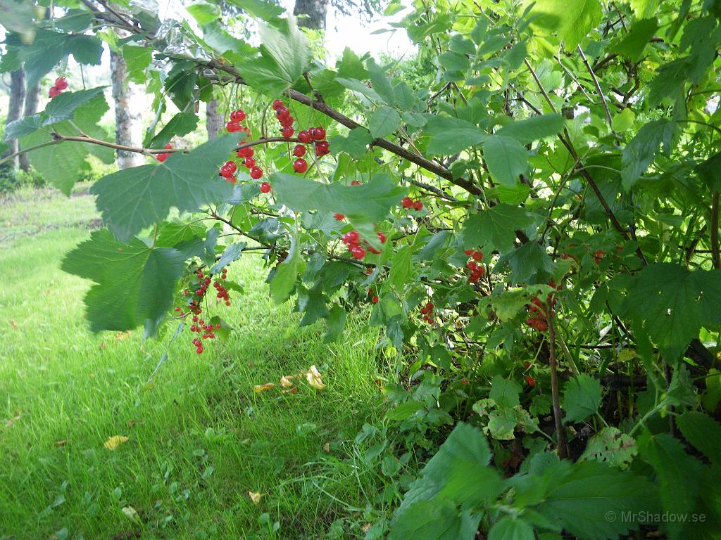 IMGP1845.JPG - Sista röda vinbären nu mogna att skörda, mums.