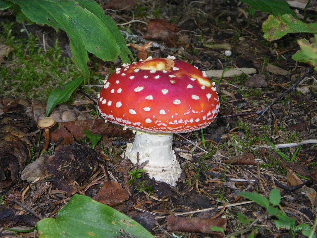 IMGP1955.JPG - 2009-08-25  Gjorde en kontrollrunda bakom uthuset när jag var upp fram och åter på tisdagkvällen.  Hittade denna sak som jag vet att vikingarna tyckte var nyttiga. Enligt myten så knaprade de på flugsvamp för att stärka "anden" när de skulle slåss.