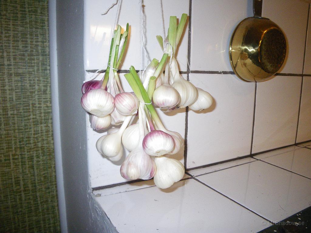 IMGP1973.JPG - Skörden av vitlök har hängts på tork vid spisen. Den är ju redan provsmakad och mycket god