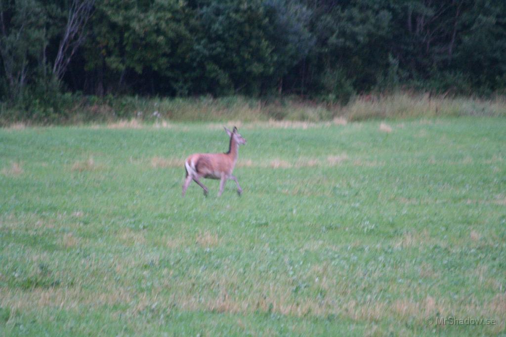 IMG_4914.JPG - 2009-08-22  Försökte få till en bild på den hjorten, men ljuset var inte så bra som jag önskade..  Såg hjorten genom fönstret ute på vägen och fick några sekunder att ta fram kamera med långstrut..