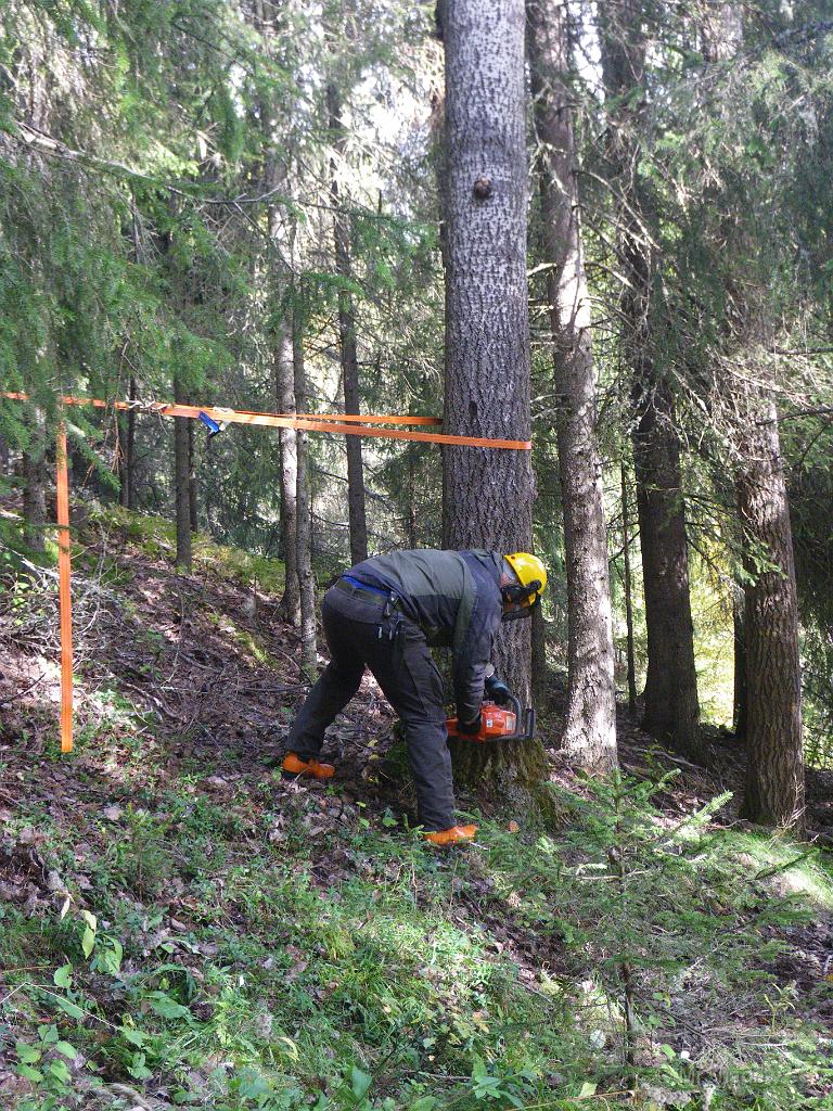 IMGP2035.JPG - 2009-09-16  M var hemma på ledighet från Långtbortistan. Han hade lite att göra så då for vi till Slåtte för att plocka ner vindfällan.