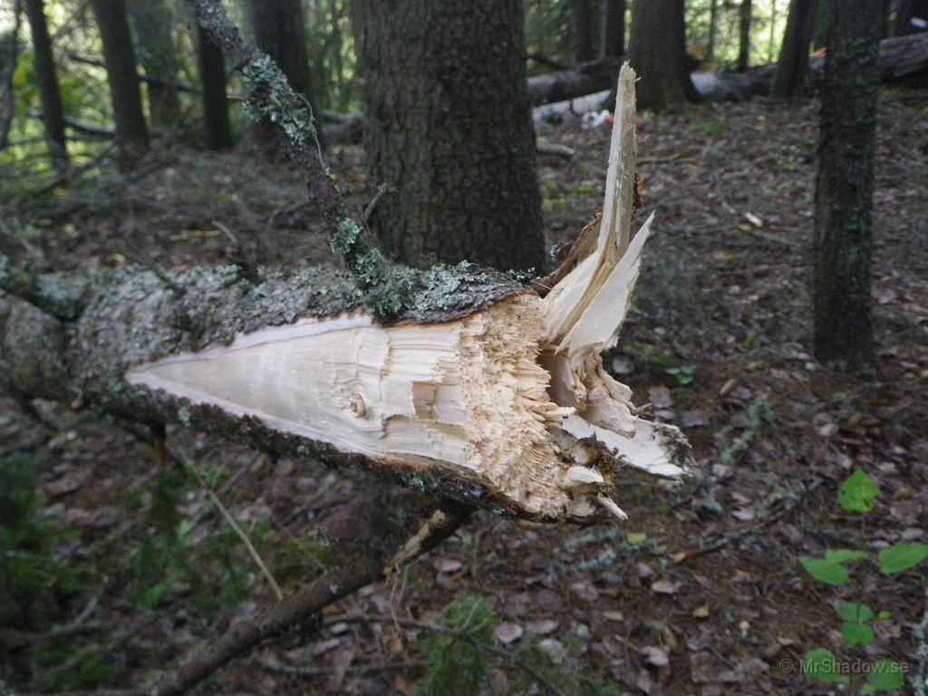 IMGP2043.JPG - Det här är granen som aspen vilade emot. Tvärt av och ändå 12 - 13 cm grovt.