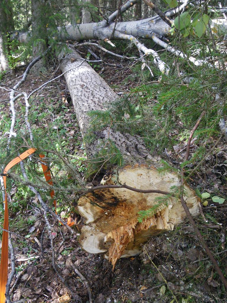 IMGP2044.JPG - Roten på aspen är drygt 26 tum. Svärdet på motorsågen är 13 och det nådde inte riktigt igenom fast det sågades från två håll.