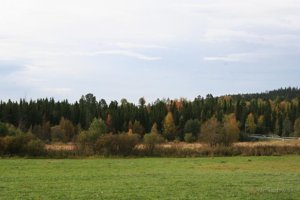 IMG_5287.JPG - Långt bort i skogen är det några aspar som blivit röda.