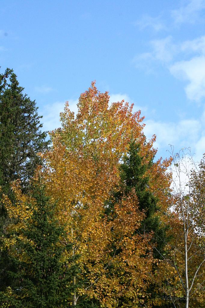 IMG_5577.JPG - Lite svagt rött i topparna är det i vart fall.