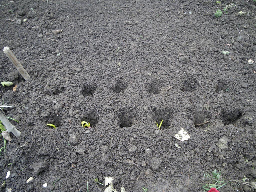 IMGP2152.JPG - Undrar hur det här går?? En del av vitlöken hade börjat växa lite redan i kylen..