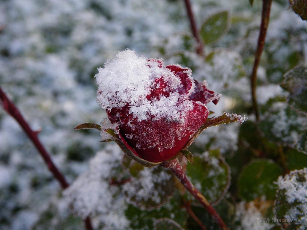 IMGP2158.JPG - Det var ordentligt kallt natten mot lördag och det kom lite snö.