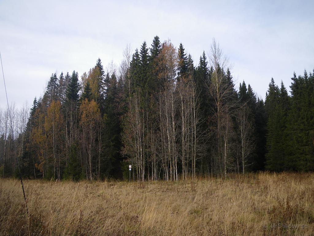 IMGP2207.JPG - 2009-10-16  Detta blev en grååå höstbild, Asparna har tappat nästan alla löven