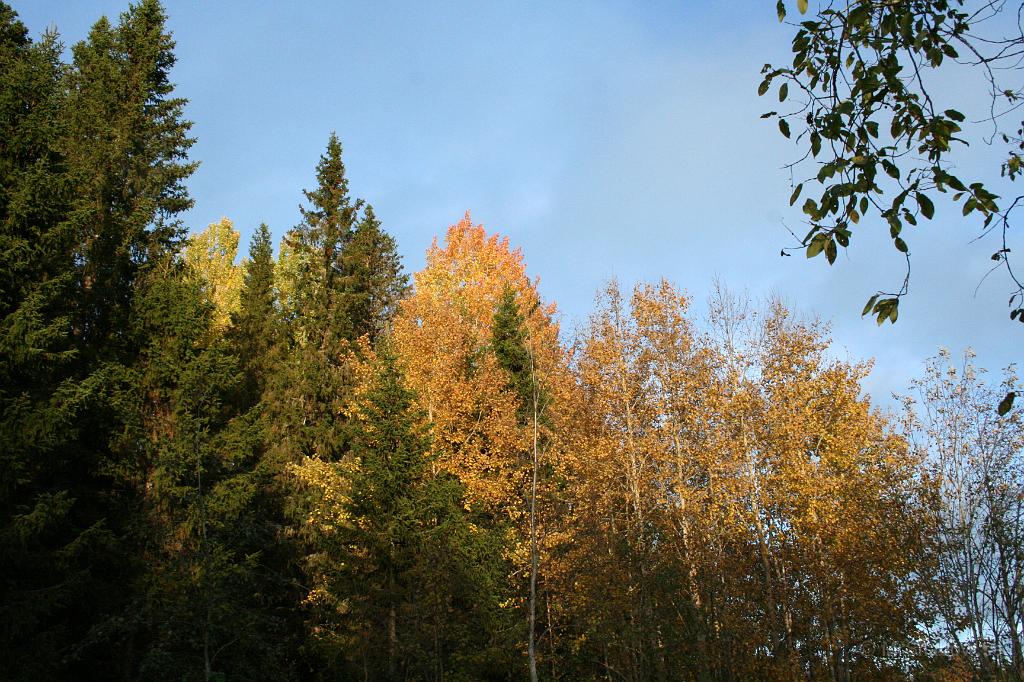 IMG_5597.JPG - Asparna fick inte den där riktigt röda färgen i år. Lite rött i toppen på en, medans resten mer eller mindre tappat alla löv.