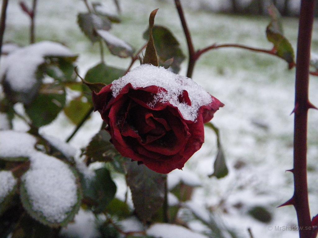 IMGP2374.JPG - Rosen igen då. Undrar hur den klarar sig ?? Så fin fast det säkert är -6 grader. Vi får se om den håller sig en vecka till.