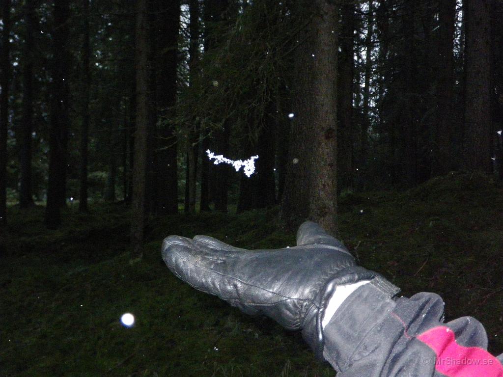 IMGP2395.JPG - Så kallad svävande snö...  Jo de där snöflingorna stod helt stilla i luften..