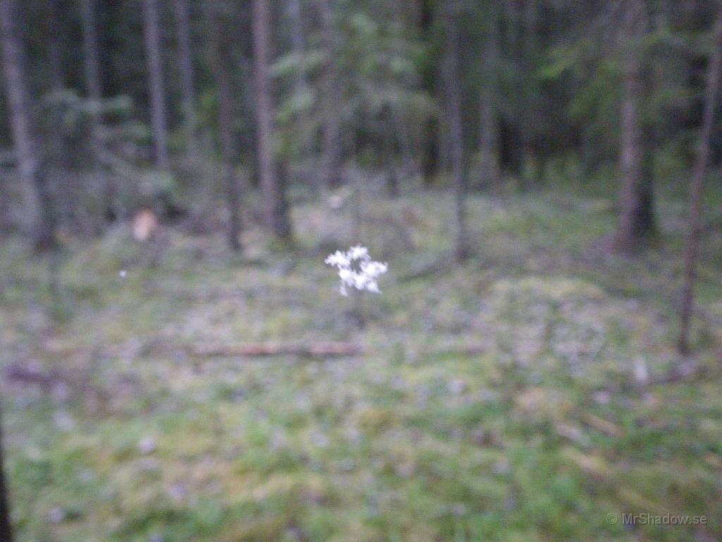 IMGP2401.JPG - En till sådan där samling svävande snöflingor.