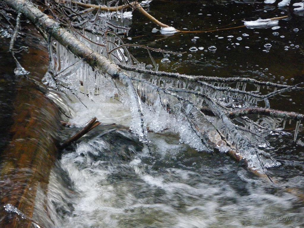 IMGP2402.JPG - Bet kan bli en del fina isformationer på nerfallna grenar i ån.