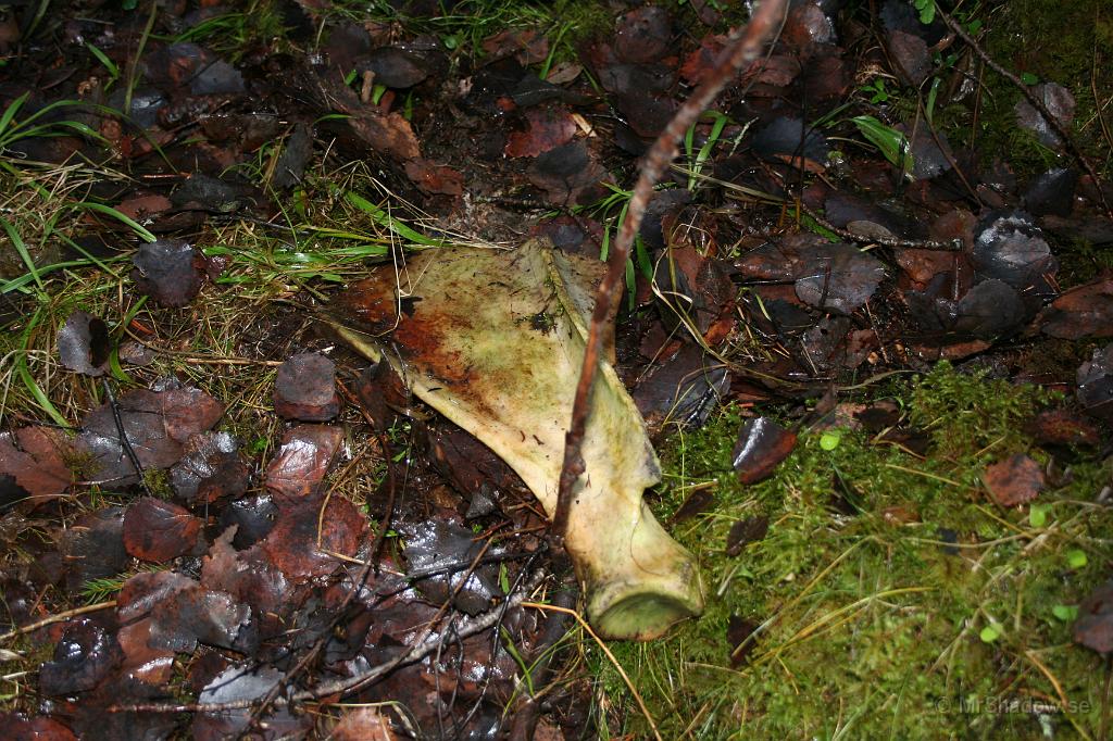 IMG_5678.JPG - Det är ovanligt tyst och lugnt i skogen och till och med korparna skulle tycka det var dött. Någon del av en forntida ?? älg kanske. Har ju hittat fler lämningar i området.