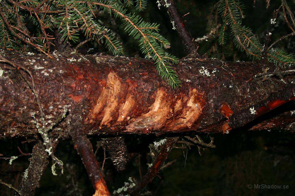 IMG_5681.JPG - Det ser ut som att någon brukat våld för att kanske komma under den liggande granen.. Hjort, älg eller kanske något annat djur