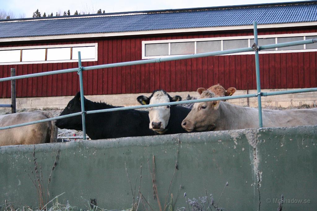 IMG_5702.JPG - De där håller koll på omgivningen.