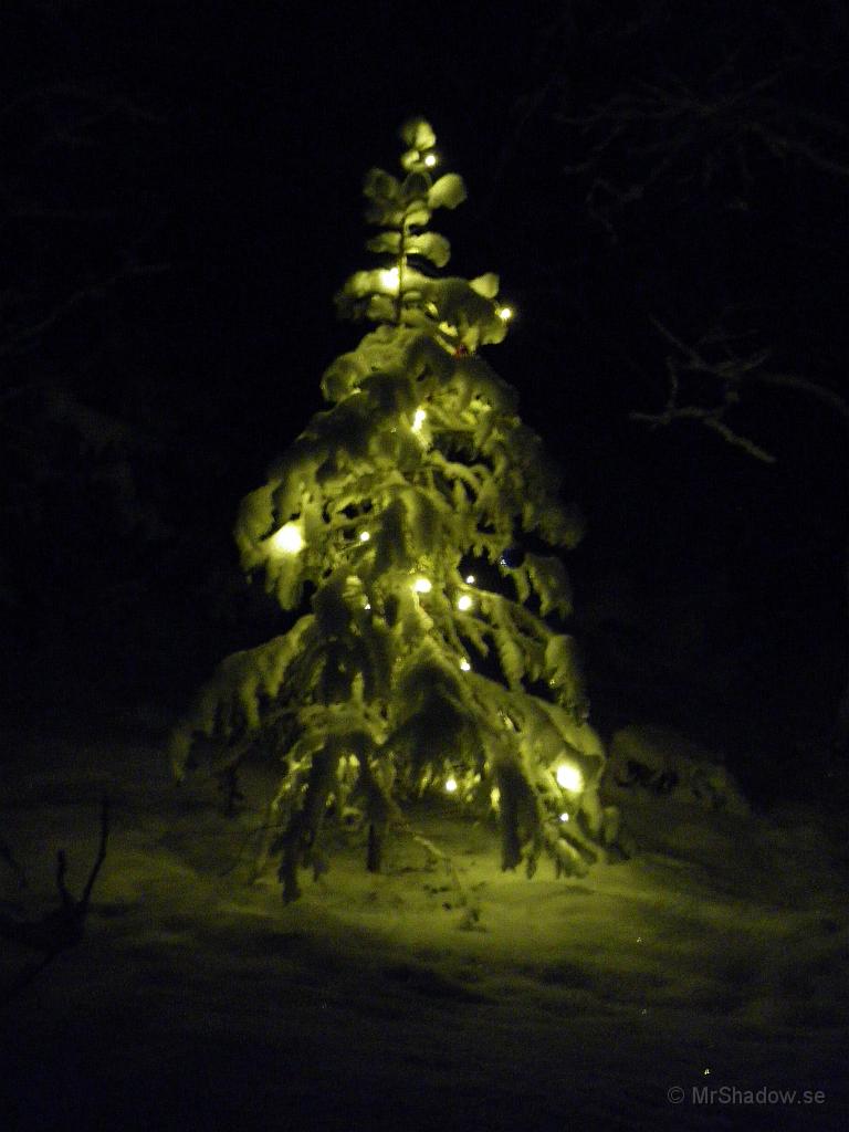 IMGP2414.JPG - 2009-12-02  Minus 17 denna eftermiddag och fick fara upp och starta värmen i källaren. Fint med kall snö i julgranen..