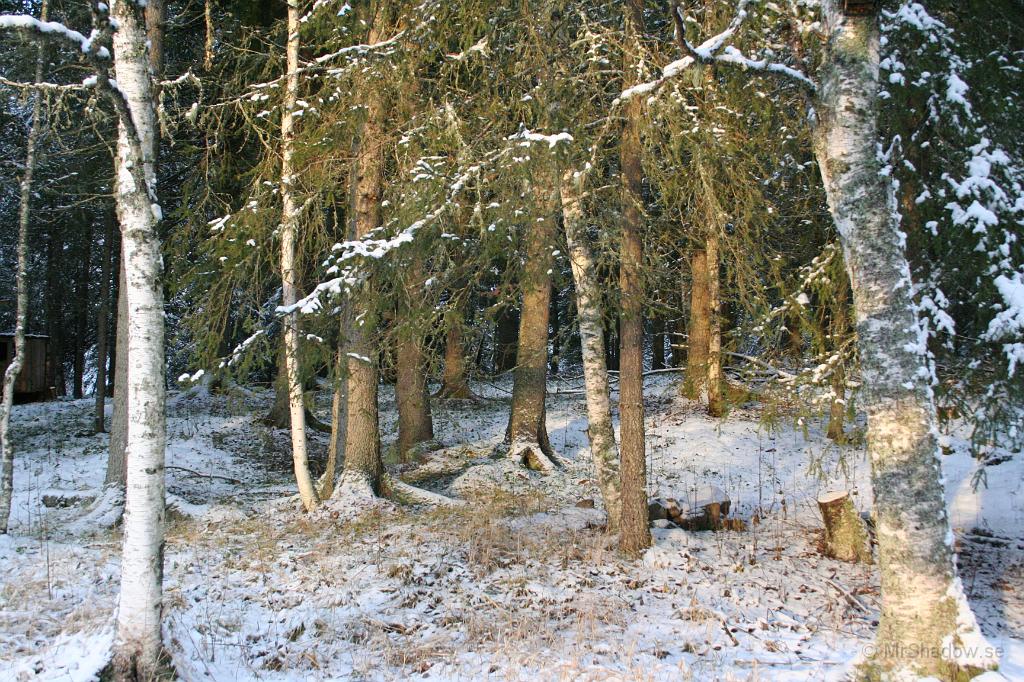 IMG_5714.JPG - 2009-12-05  Kallt och sol. Det glöder av solljus in i skogen.
