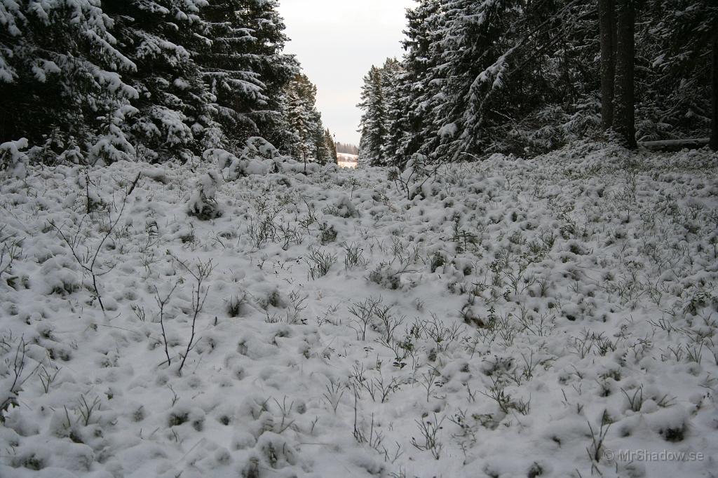 IMG_5716.JPG - Det tunna snötäcket ser så fluffigt ut innan det blivit nertrampat av djur och människor.