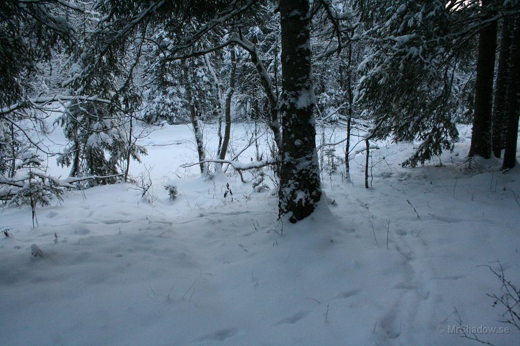 IMG_5747.JPG - Ner mot ån är det ännu mera trampat. Här går en av stigarna ner till vadstället över ån och där var det ovanligt vältrampat.