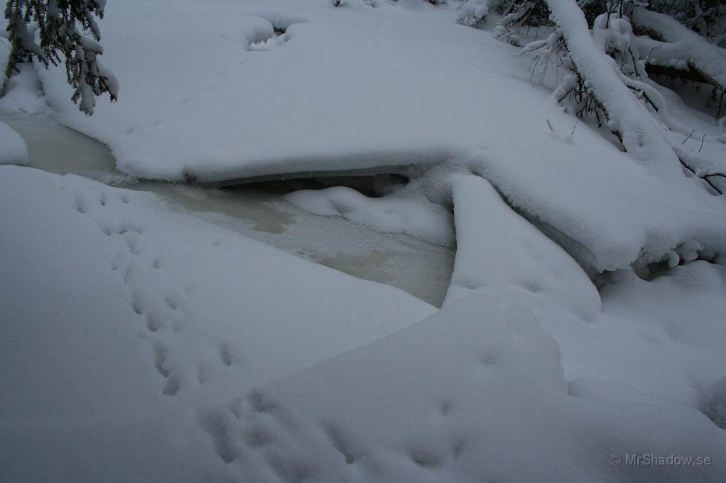 IMG_5773.JPG - Räven har varit i farten, men det är nog ett par dagar sedan...