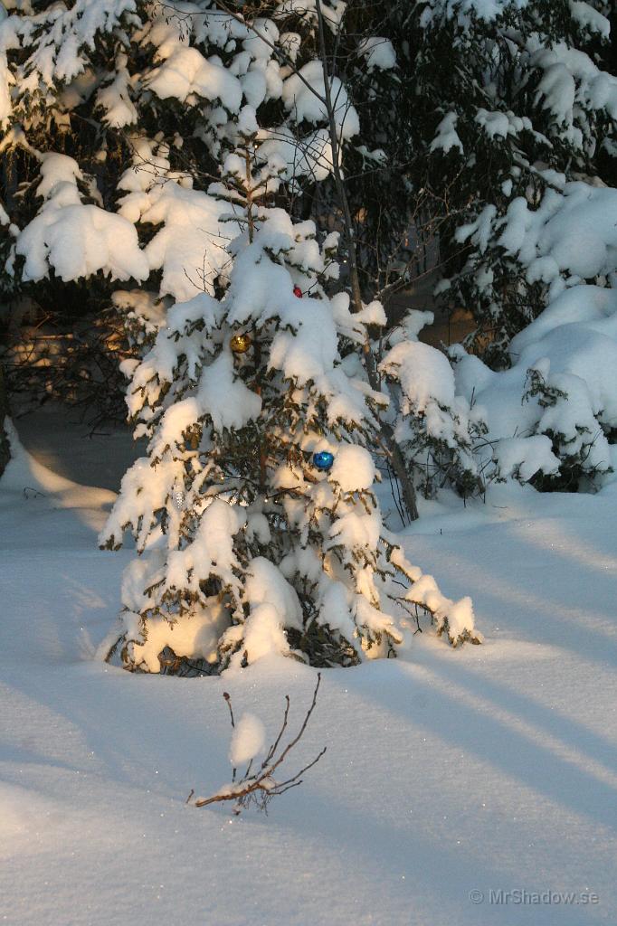 IMG_5979.JPG - Julgranen har fått ytterligare ett snölager och snart syns varesig lampor eller kulor..
