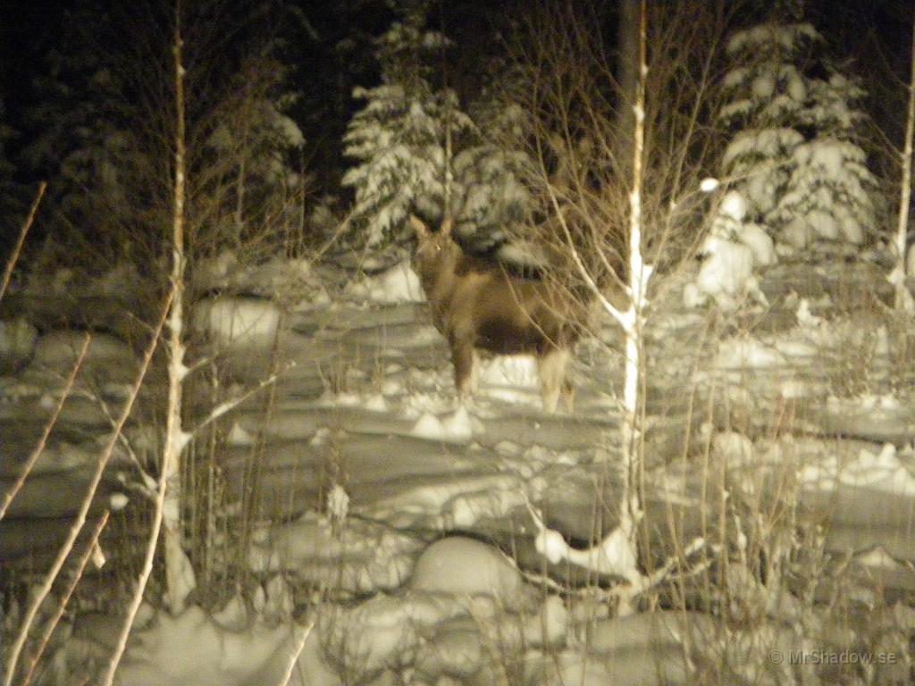 IMGP2523.JPG - 2010-01-02 kl 21:45 En älgko med två kalvar var mitt uppe på vägen vid Värmon när jag var på väg upp till Slåtte.