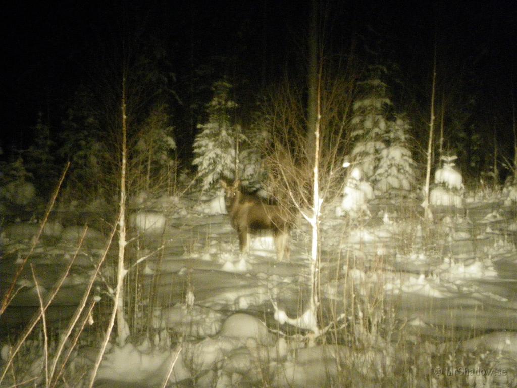 IMGP2524.JPG - Dåligt med trafikvett har de där och inga reflexer heller. Fick i vart fall till ett par bilder i ljuset från bilens extraljus.