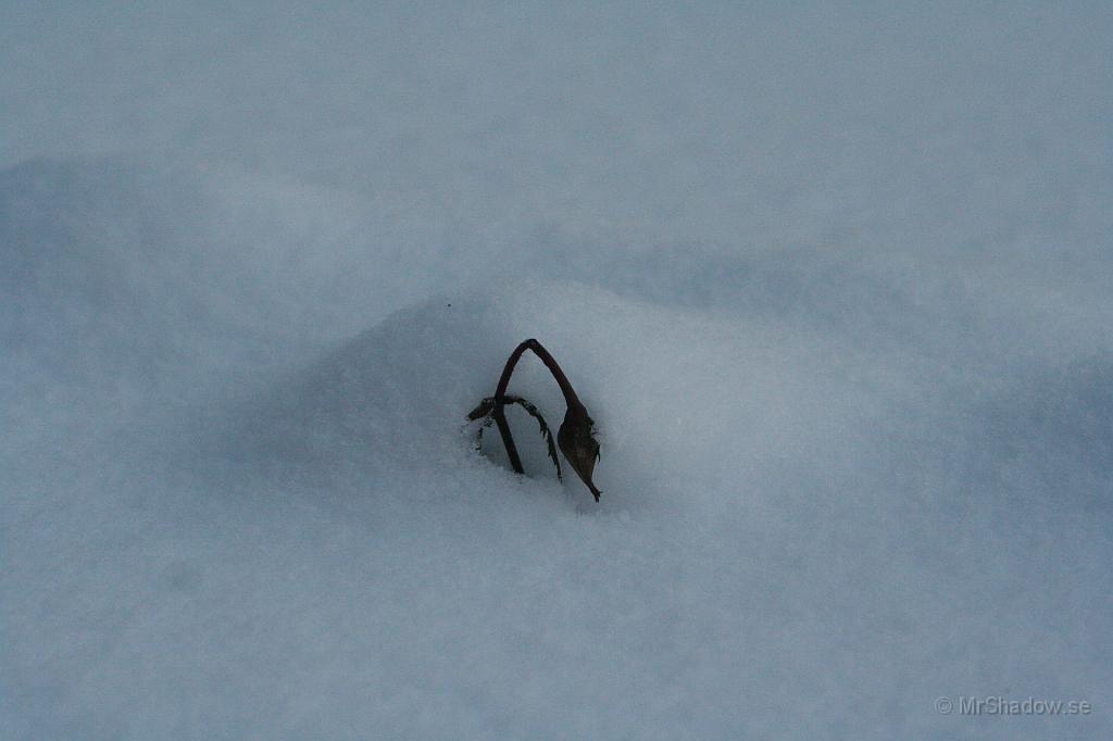 IMG_6024.JPG - Antar att detta är det sista man får se av rosen innan det är vår. Morgonen efter är den helt snötäckt..