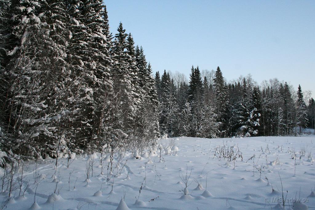 IMG_6073.JPG - På något vis så ger bilden på ängen en känsla av kyla...