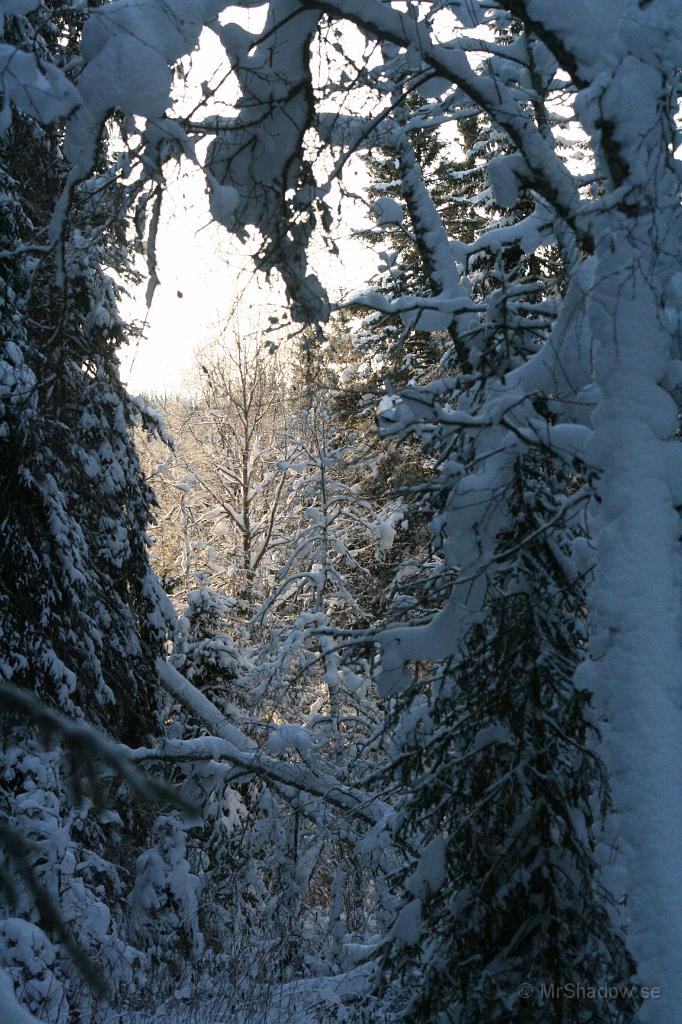 IMG_6106.JPG - Ljus i tunneln... Visst kan man börja längta till sommaren och det är ju bara fem och en halv månad till midsommar...