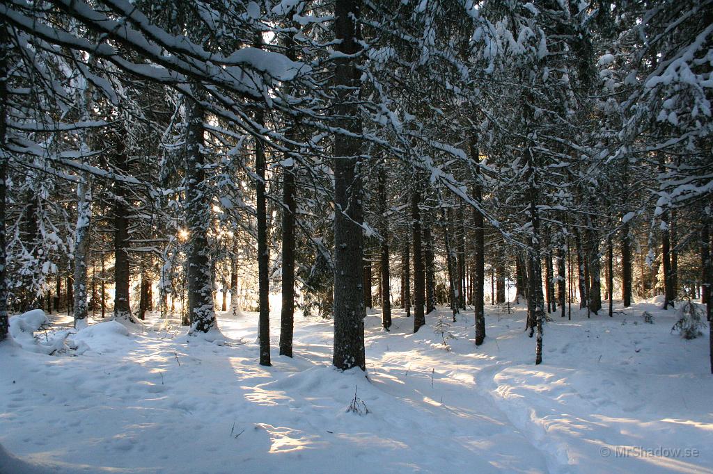 IMG_6109.JPG - Det kan vara riktigt vackert i skogen när solen tittar in från ängen.