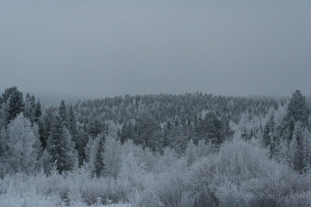 IMG_6205.JPG - Eftermiddagsljus och teleobjektiv, ger bilden ett lustigt djup