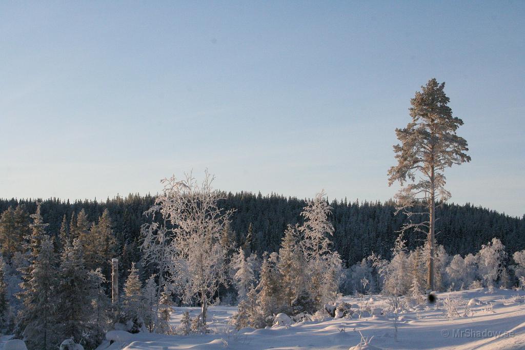 IMG_6221.JPG - Solen ger både björkarna och tallen lite liv