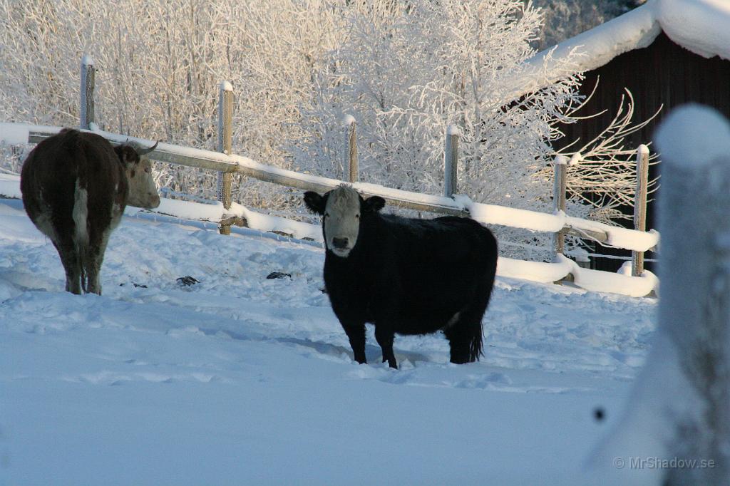 IMG_6225.JPG - De är lite nyfikna. Muu