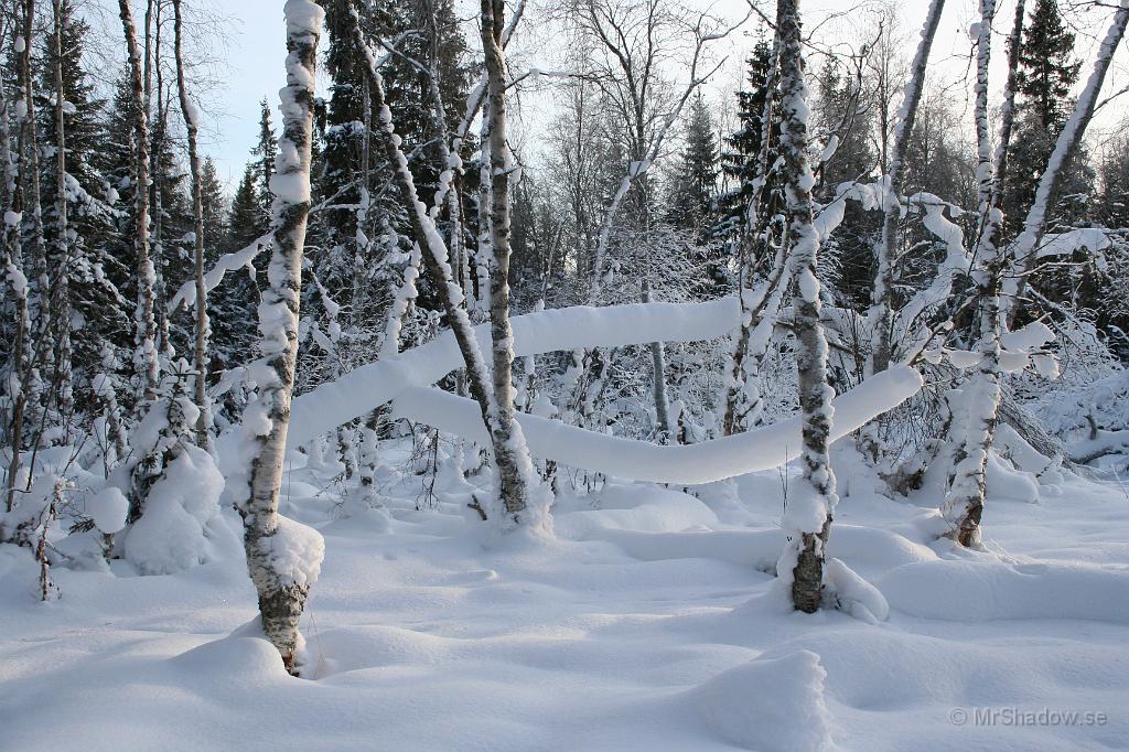 IMG_6242.JPG - Det är lätt snö och vackert.