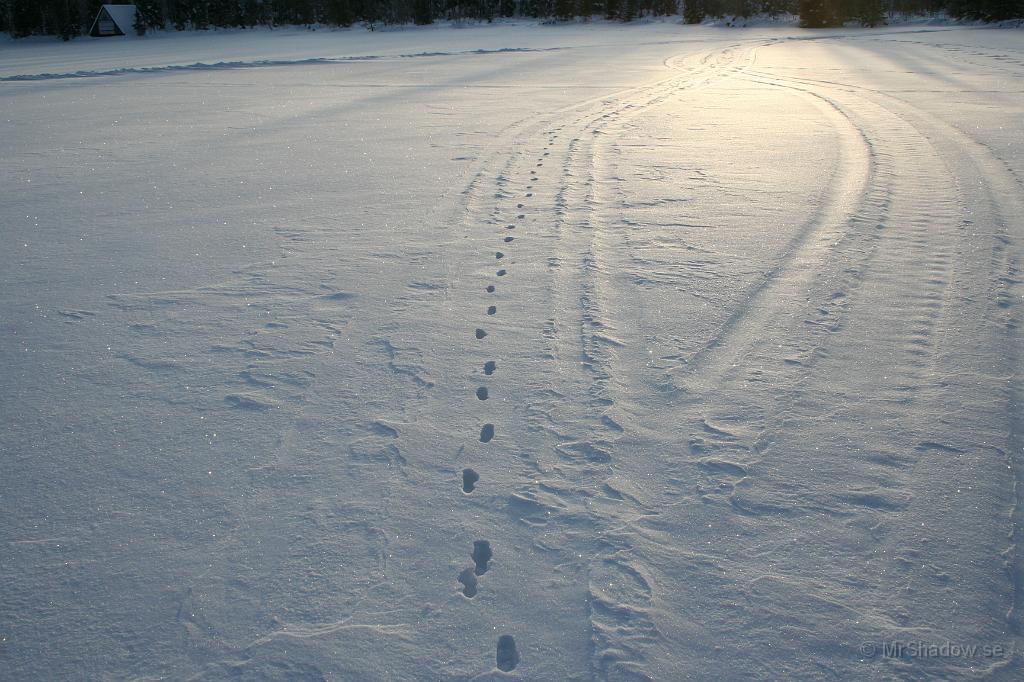 IMG_6247.JPG - Det är fler som nyttjar skoterspåren att gå på. Här är det en räv som trippat fram.