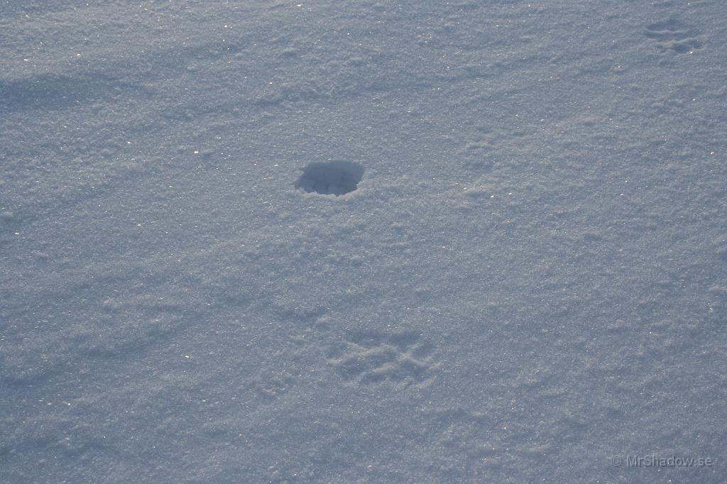IMG_6248.JPG - De där tass avtrycken kan inte vara många minuter gamla.. Förvisso vindstilla vid detta tillfälle, men på sjön raderas spåren snabbt.