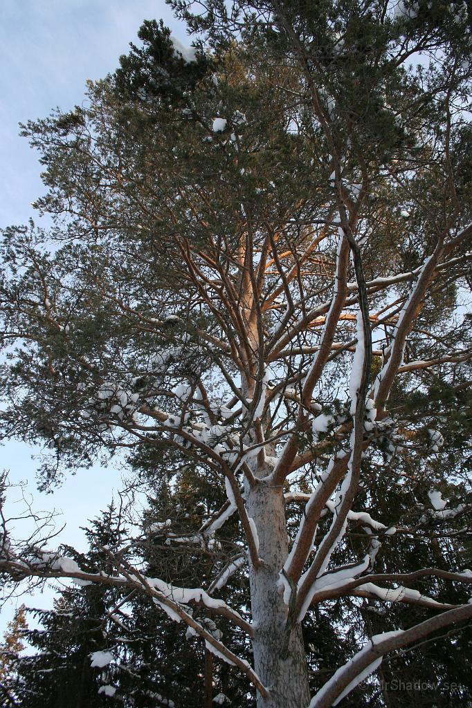 IMG_6254.JPG - Alldeles intill vägen står denna tall och man kan ju säga att den har lite snö i grenen...