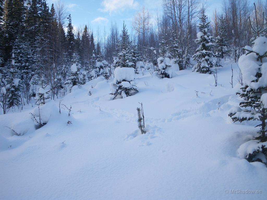 IMGP2809.JPG - "Hälge" har knaprat av både småtall och lövträd. Undrar varför de inte äter gran ??