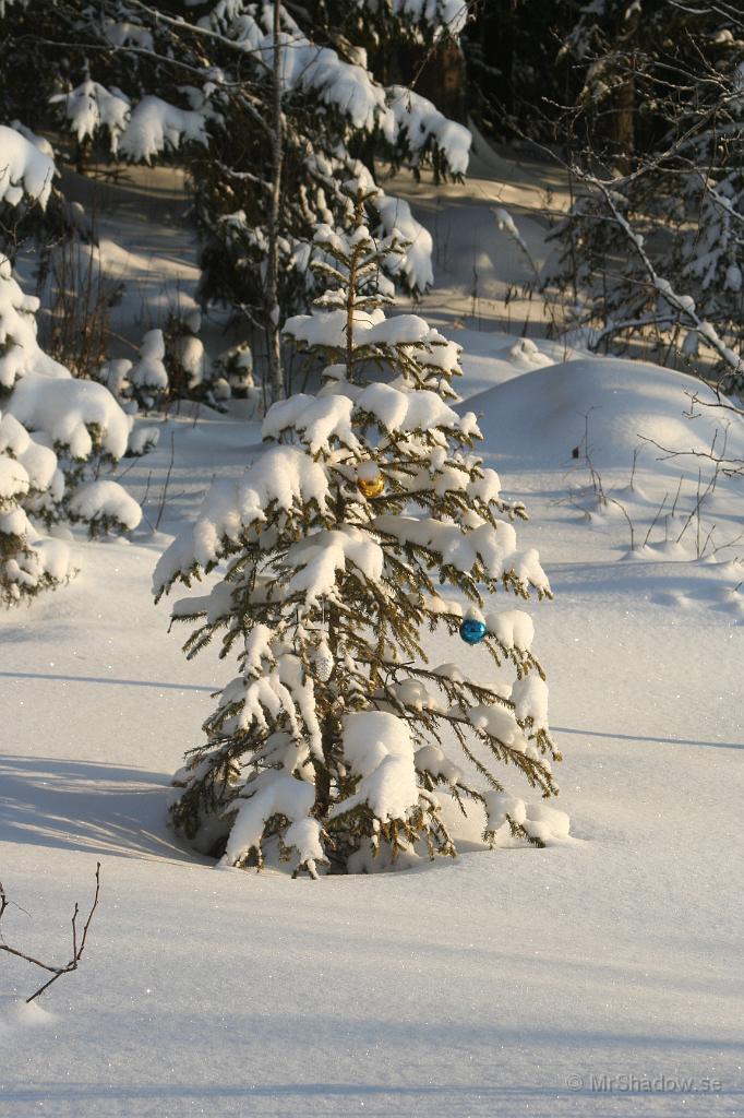 IMG_6345.JPG - Julgranen den får stå kvar ett tag till. Vill inte trampa runt å plocka in kulorna heller. Vackrast som det är. Ledlyse så det är inte så mycket ström heller.