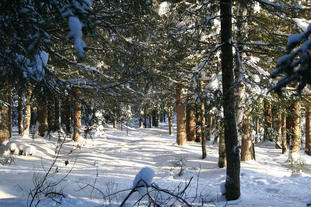 IMG_6356.JPG - När solen lyser in i skogen på detta sett, ja då är det vackert.