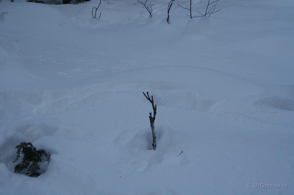 IMG_6389.JPG - Undrar om det var en sälg eller nått?? Gott sa nog älgen..
