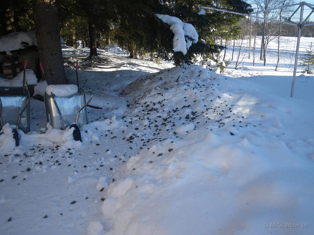 IMGP3001.JPG - 2010-03-05  Ekorren har haft kallas i granen. Det är ju inte enbart kottar som han gillar..