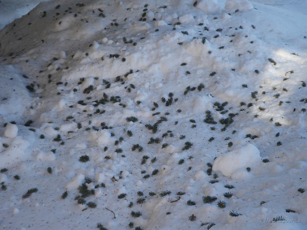 IMGP3002.JPG - Ekorren gillar tydligen en del av årsskotten varpå resterande delar bildar en grön matta i snön