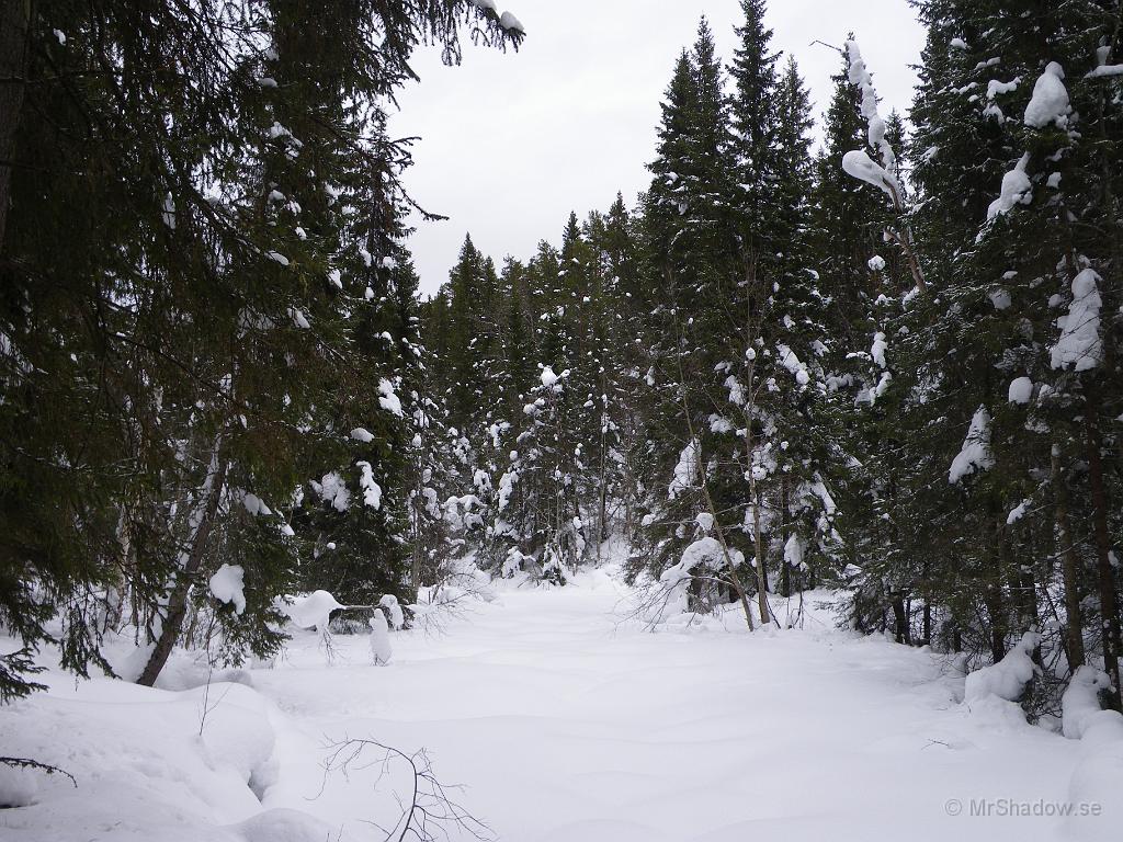 IMGP3033.JPG - The Creek.  Inte så mycket liv här och det förbryllar mig lite.. Det är ju normalt en väl upptrampad djurstig här, men inte nu..