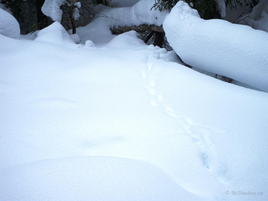 IMGP3034.JPG - Nåja, tror det är en räv som tassat fram över ån i vart fall.