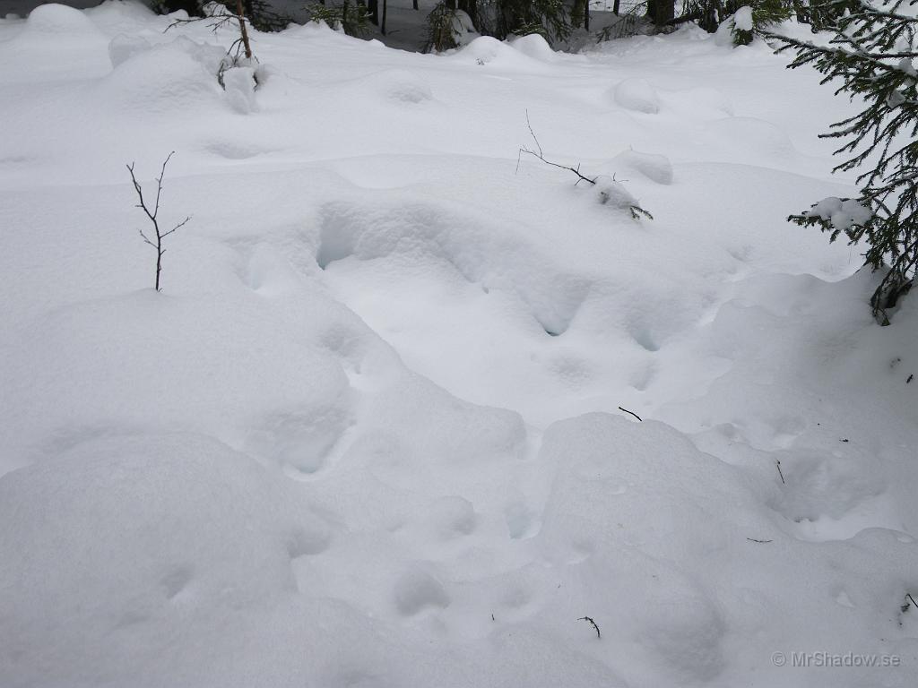 IMGP3036.JPG - Här har det i vart fall varit några rådjur, eller är det hjort eller kanske rent av älg ?? Lite nysnö täcker ytan där de betat i vart fall.
